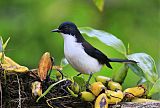 Black-backed Sibia